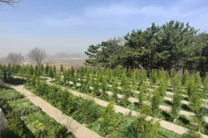 永宁陵园景观图片