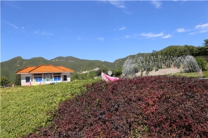 炎黄陵园景观图片