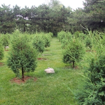 如意园树葬卧碑788001