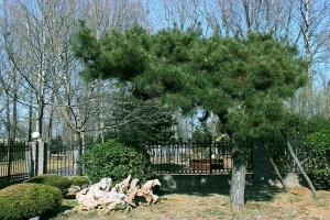 万桐园公墓景观图片