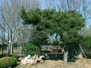 万桐园陵园：自然与人文融合的生命礼赞