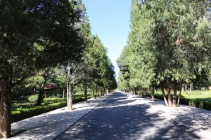 园内绿树