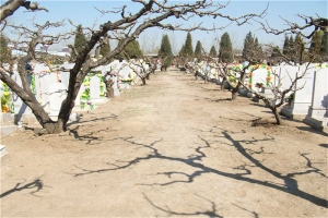 西静园公墓景观图片