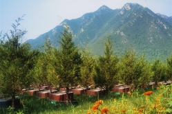十三陵景仰园陵园环境实拍图片