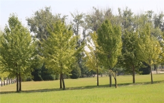 长青园陵园环境图绿化带