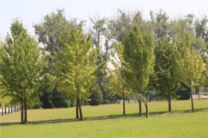 长青园陵园官网为您提供全方位墓地选购服务