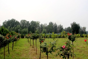 永福墓园：安息之地的宁静与尊严