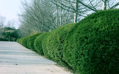 万桐园公墓环境实拍1585105520458