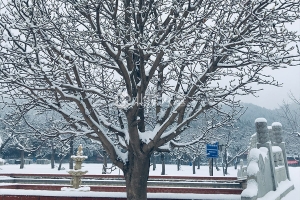 探寻陵园文化：历史、选择与纪念的意义