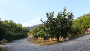 选择合适墓地的七大关键要素解析