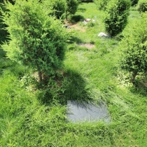 如意园树葬卧碑788003