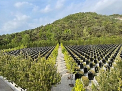 雁阳山公墓环境