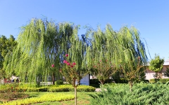 八宝山人民公墓环境图169753208378958