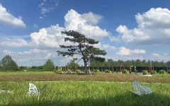 永安陵园环境图168835007336551