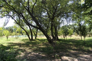 北京外侨陵园公墓的历史沿革与文化价值