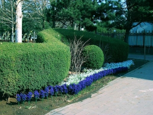 万桐园公墓：追寻安宁与缅怀的圣地