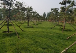 张家湾公墓环境图