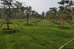 张家湾公墓景观图片
