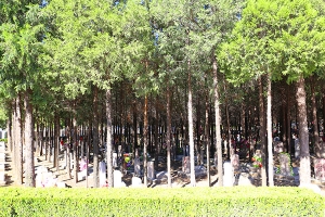 八宝山人民公墓景观图片