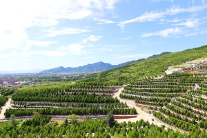 龙泉公墓景观图片