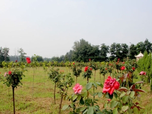 探索城市静谧之地——现代陵园的文化与价值