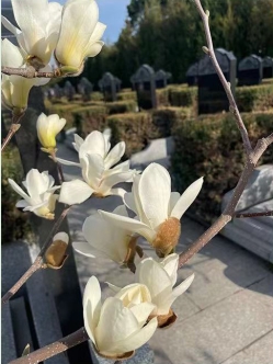 雁阳山公墓环境