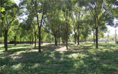 外侨公墓环境图公墓内绿植