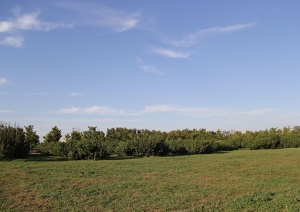 天慈陵园：北京大兴区的宁静安息之所