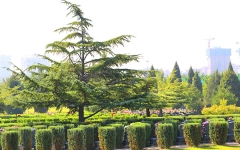 长青园陵园环境图2-23101Q11559-51