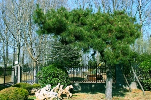 探访廊坊万桐园陵园：地理位置与周边环境全解析