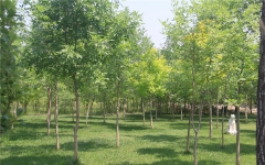 涿州万佛园公墓环境墓区绿化