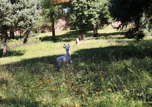 长青园陵园价格揭秘：如何选择性价比最高的安葬方案