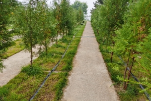 永宁陵园景观图片