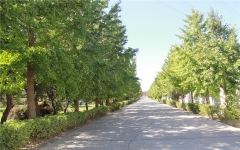 朝阳陵园环境图主路