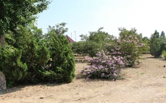 思亲园陵园环境图1584758210862