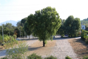 宝云岭墓园景观图片