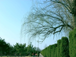 万桐园公墓环境实拍