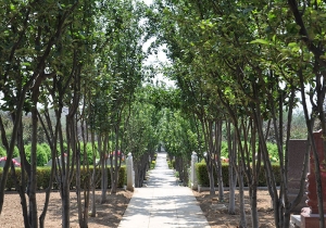 中国传统庭院建筑的美学与文化内涵