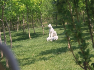 涿州万佛园墓园：一座融合文化与自然的永恒净土涿州万佛园墓园坐...