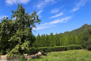 炎黄陵园景观图片