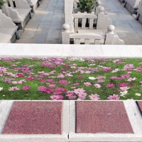 花坛葬单穴
