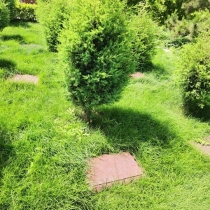 如意园树葬卧碑78800