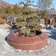 京华园树葬