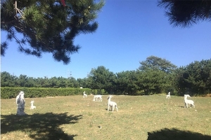 八达岭人民公墓景观图片