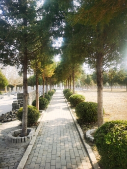 园区小路