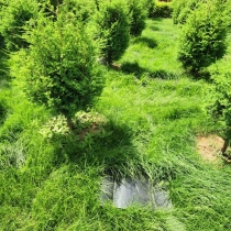 如意园树葬书碑788001