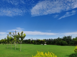 青青草坪