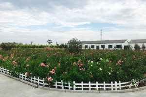 月季园