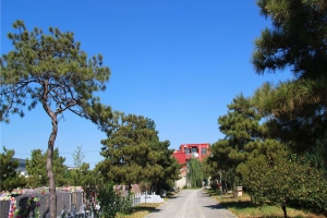 北京朝阳陵园景观图片