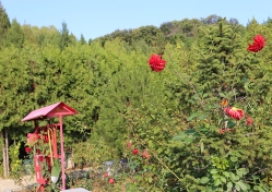 宝云岭墓园环境图
